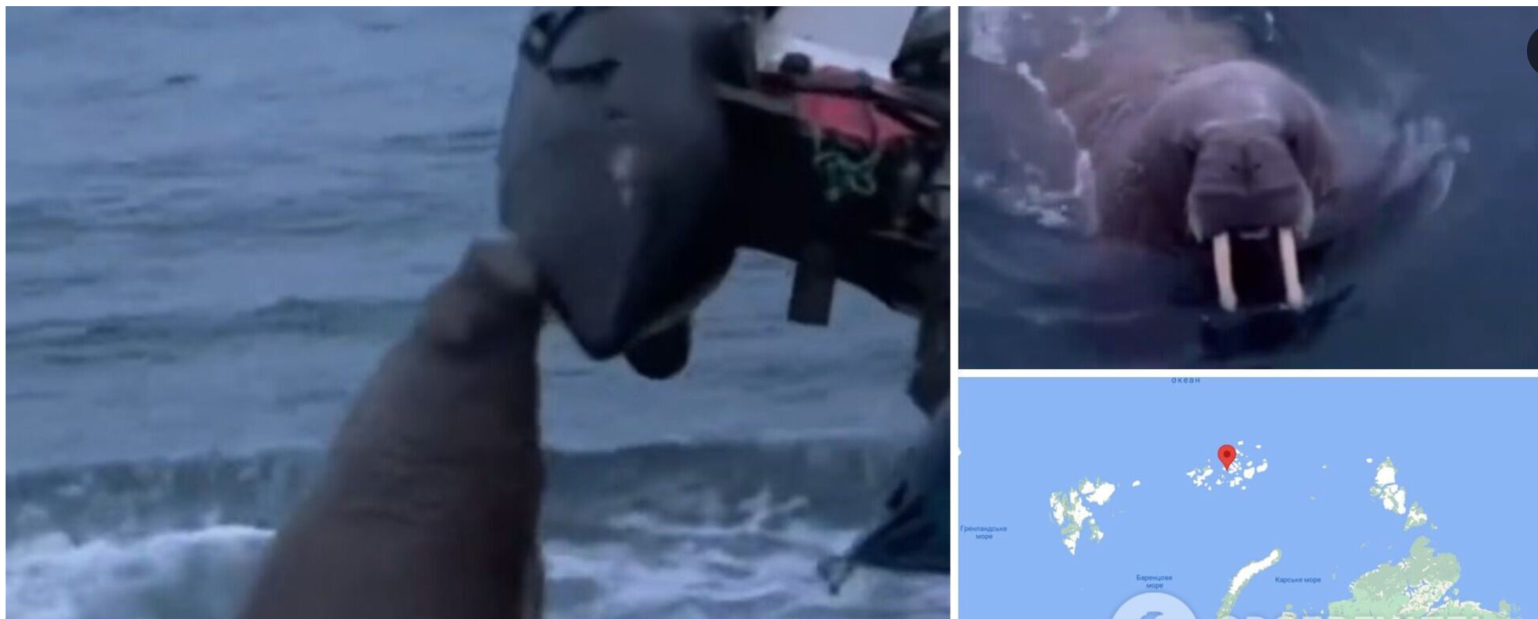“Захищала свою територію”: моржиха напала на човен росіян у Північному Льодовитому океані. Відео
